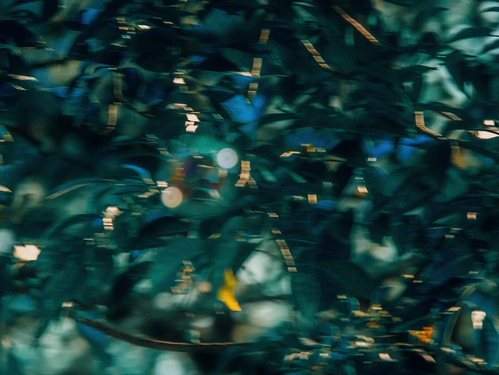 foodeez-default-slider-image